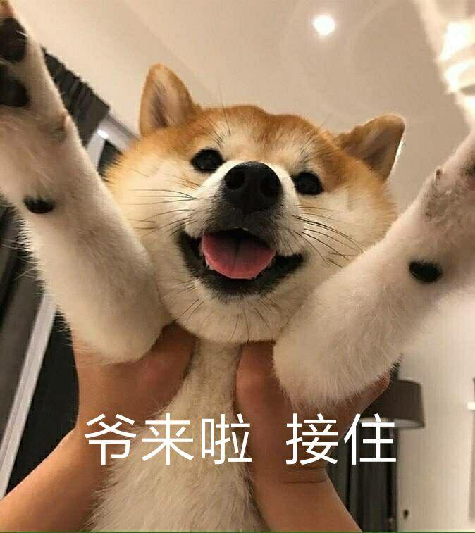 萌狗表情包模仿挑战——怎么回事?全面梳理